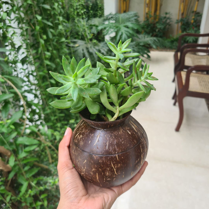 Coconut Shell Pot Shaped Planter Pots | Ideal for Small Plants (Set of 1) | Verified Sustainable Pots & Planters on Brown Living™