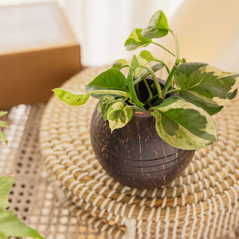 Coconut Shell Three line Planter Pots | Ideal for Small Plants (Set of 1) | Verified Sustainable Pots & Planters on Brown Living™