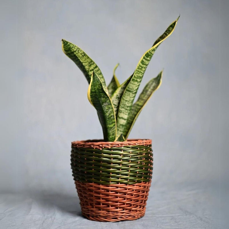 Handmade Wicker Planter Green | Verified Sustainable Pots & Planters on Brown Living™