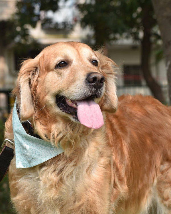 Buy Cat-dog Bandana for Pets | Shop Verified Sustainable Pet Accessories on Brown Living™