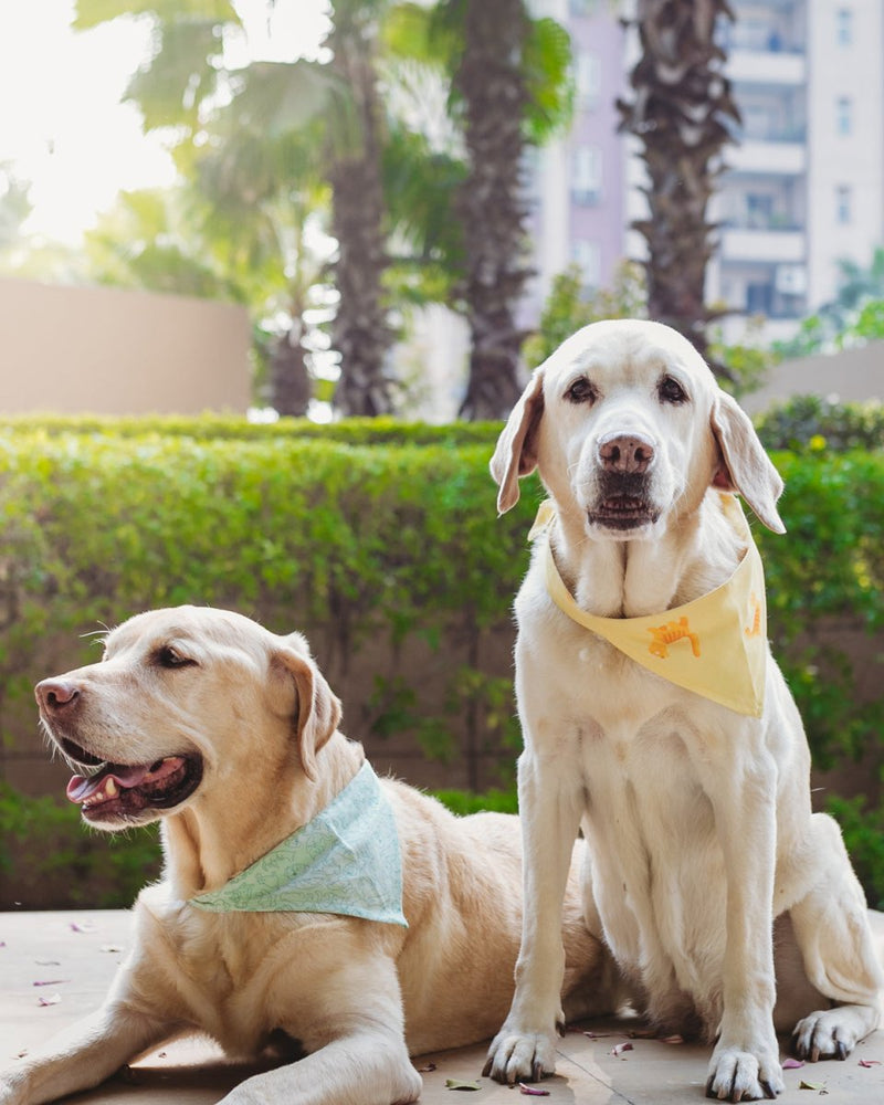 Buy Cat-dog Bandana for Pets | Shop Verified Sustainable Pet Accessories on Brown Living™