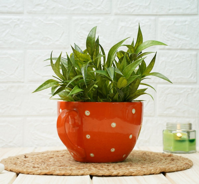 Buy Ceramic pots for Plants Cup Shape (Orange Polka) | Shop Verified Sustainable Pots & Planters on Brown Living™