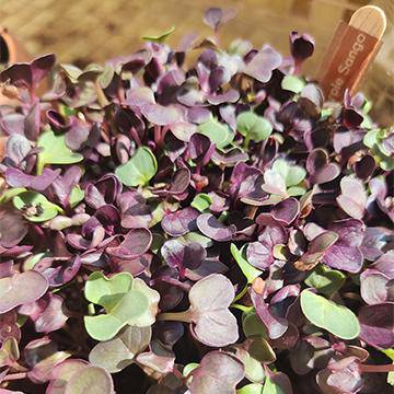 Buy DIY Microgreens Seeds Kit | Shop Verified Sustainable Seeds on Brown Living™