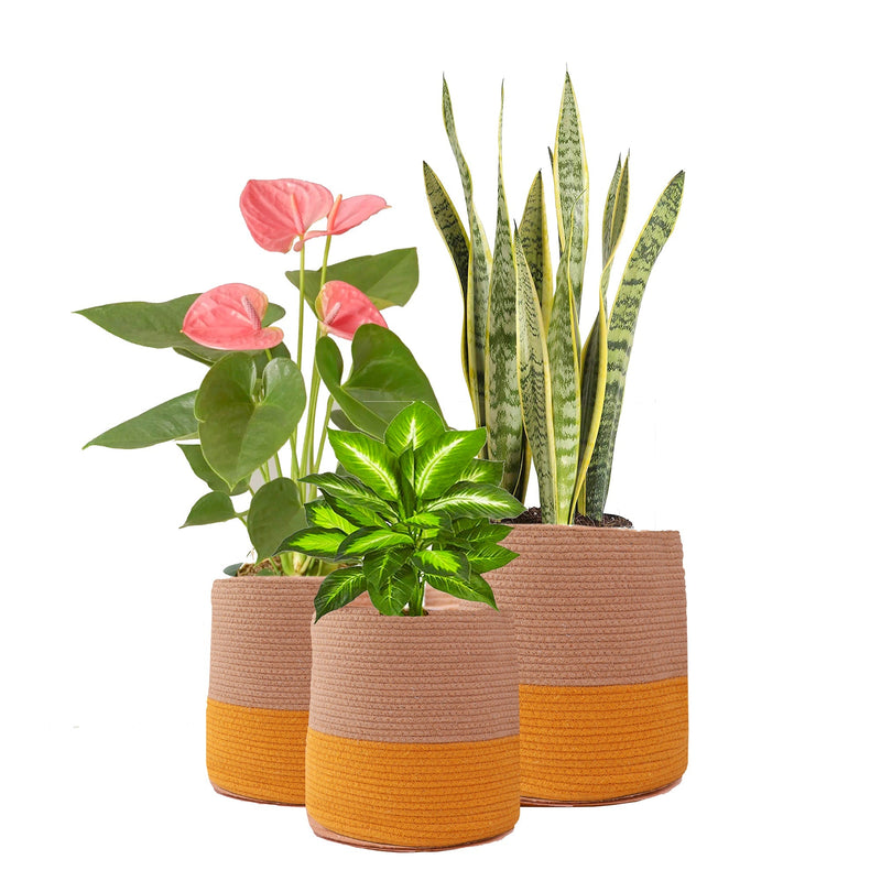 Dual tone Jute Baskets ( Yellow) Set of 3 | Verified Sustainable Baskets & Boxes on Brown Living™