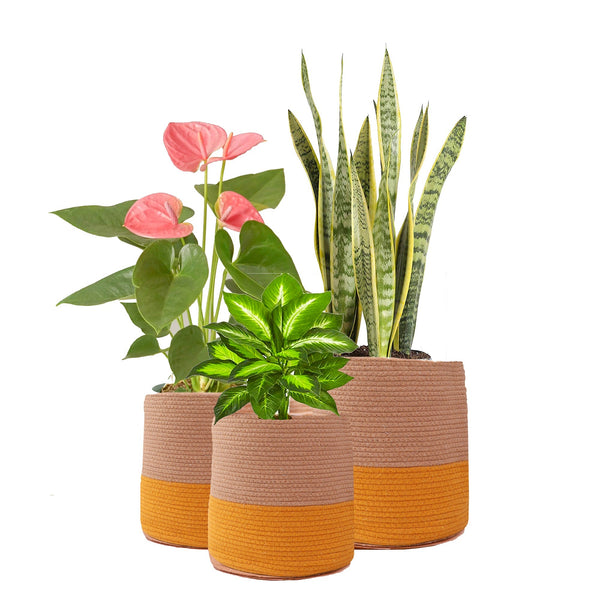 Dual tone Jute Baskets ( Yellow) Small | Verified Sustainable Baskets & Boxes on Brown Living™