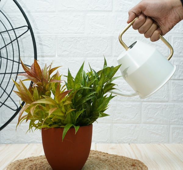 Buy Gold Dust Watering Can For Plants, Garden Tools, Plant Watering Can (White (0.9 Lt)) | Shop Verified Sustainable Watering Can on Brown Living™