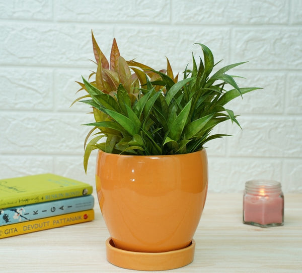 Buy Indoor Ceramic Pot for Living Room - Orange Pot | Shop Verified Sustainable Pots & Planters on Brown Living™