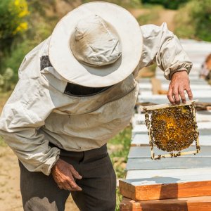 Natural Himalayan Honey | Verified Sustainable Honey & Syrups on Brown Living™