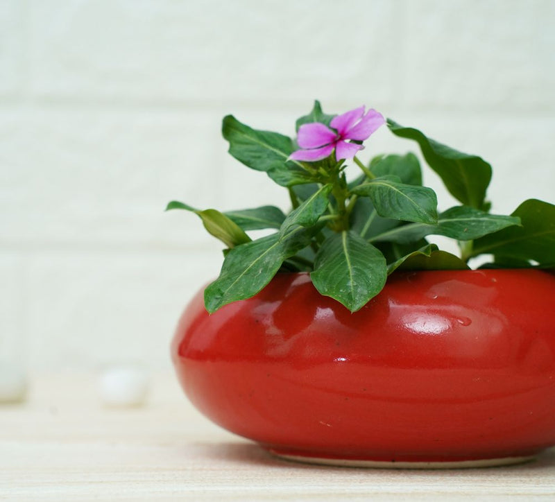 Buy Small Ceramic Pots for Desk | Red | Shop Verified Sustainable Pots & Planters on Brown Living™